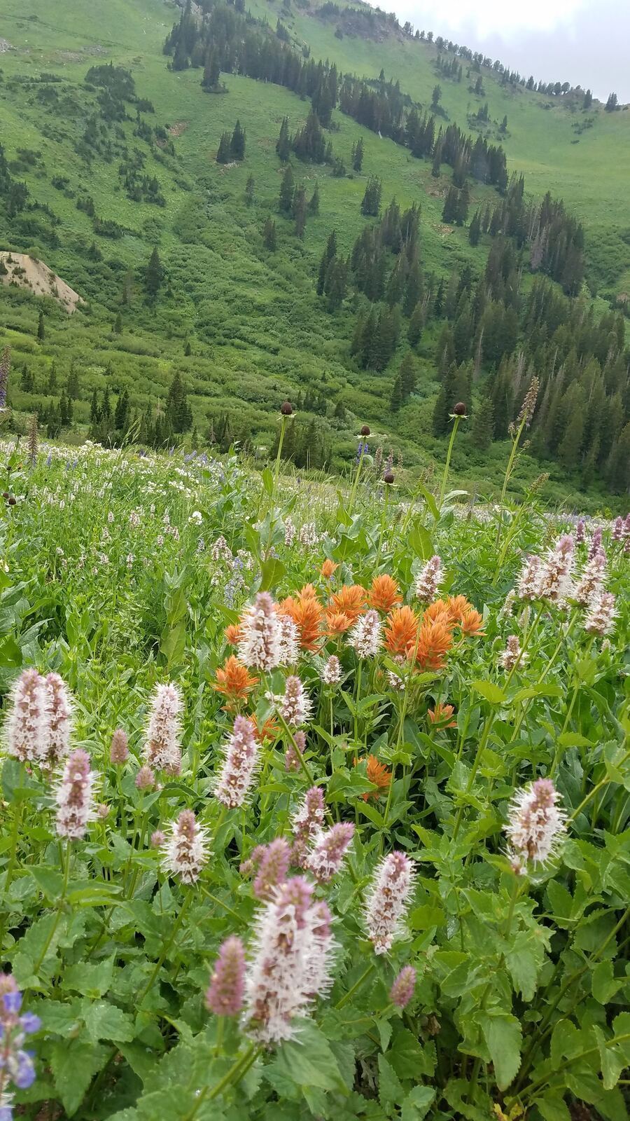 The high alpine bowls and ridgelines that rise above the Alta lodges