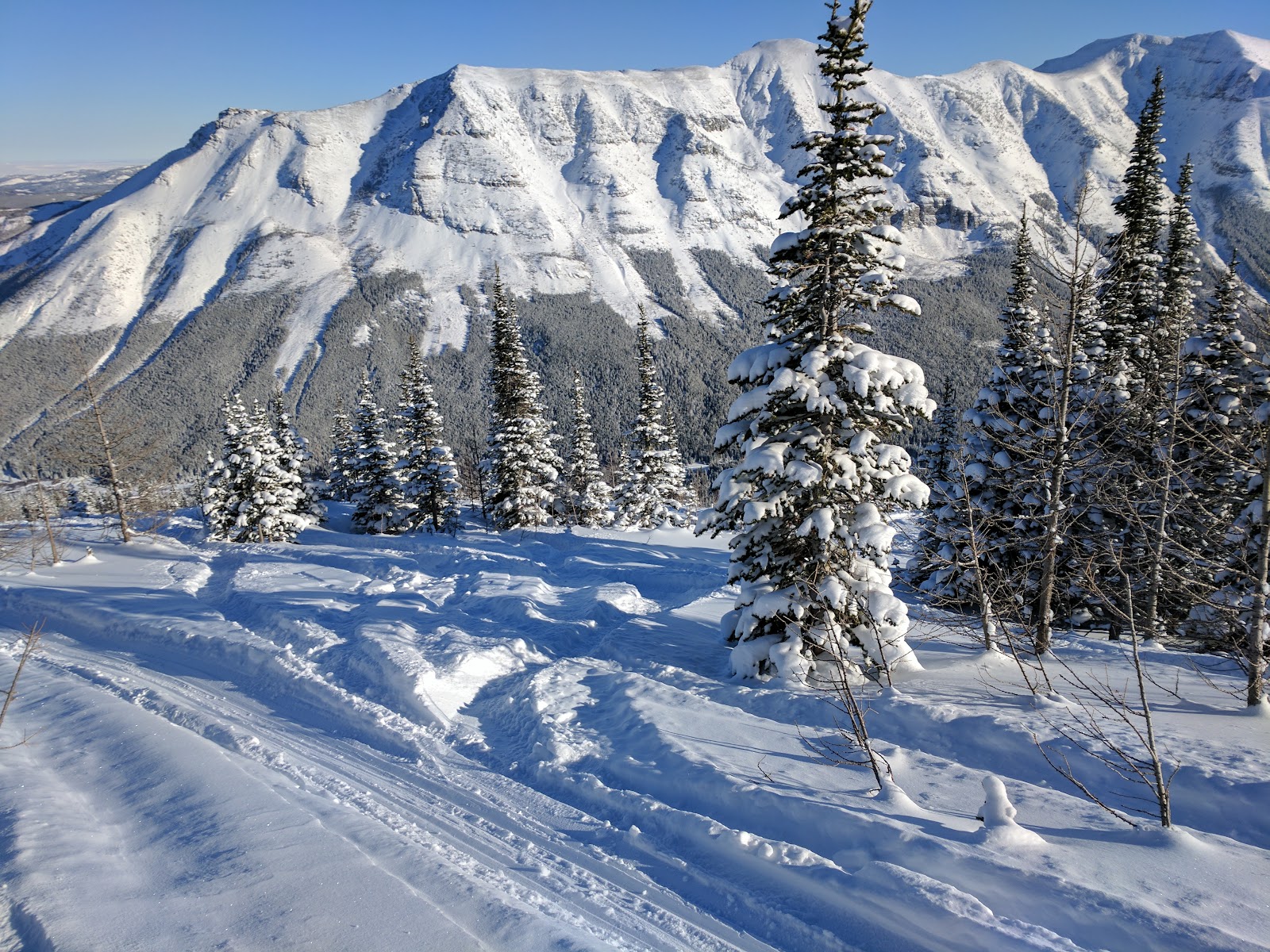 Snowy tree skiing terrain at Castle Mountain
