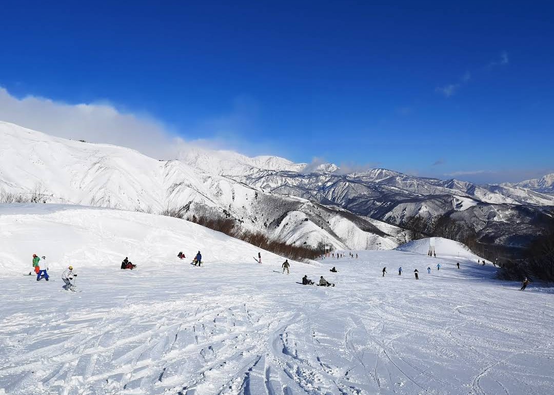 Dry powder tree skiing in the north facing forest at Hakuba 47
