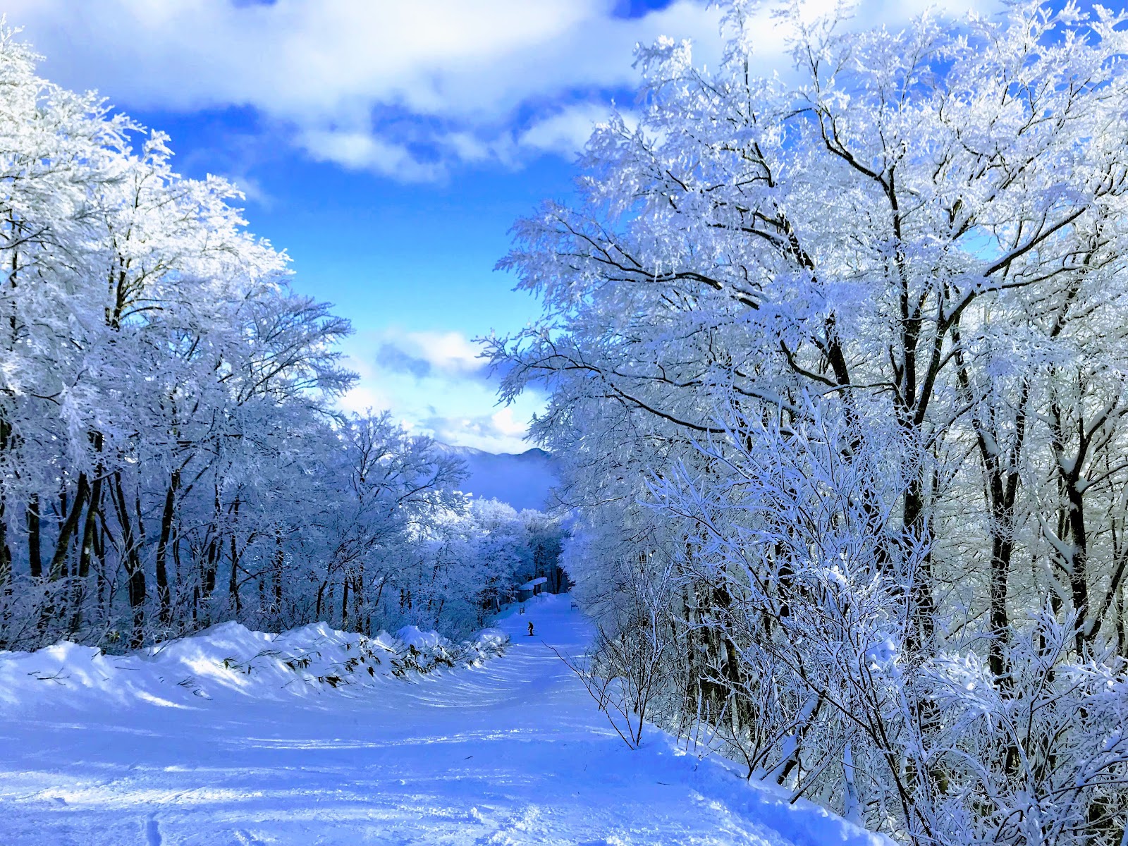 Snow loaded glades on the upper mountain at Hakuba Cortina