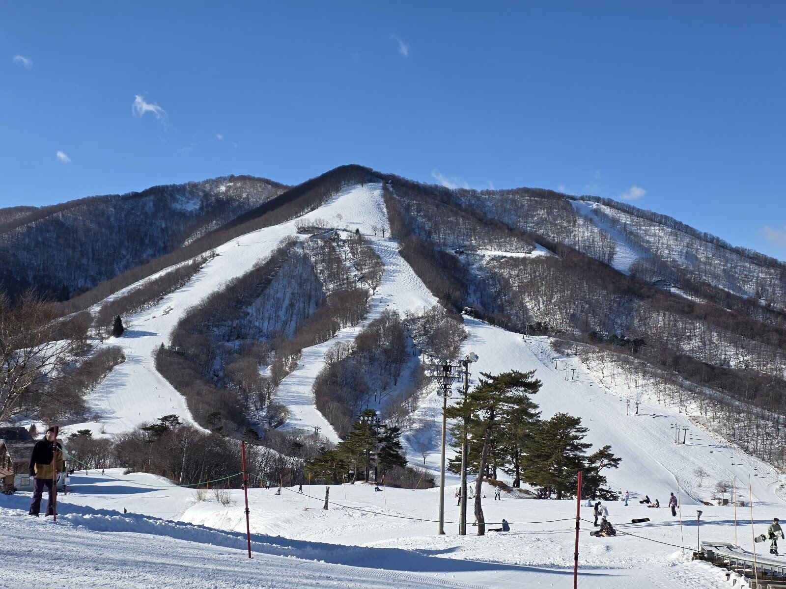 Skier in ungroomed birch tree powder runs at Madarao Kogen Nagano