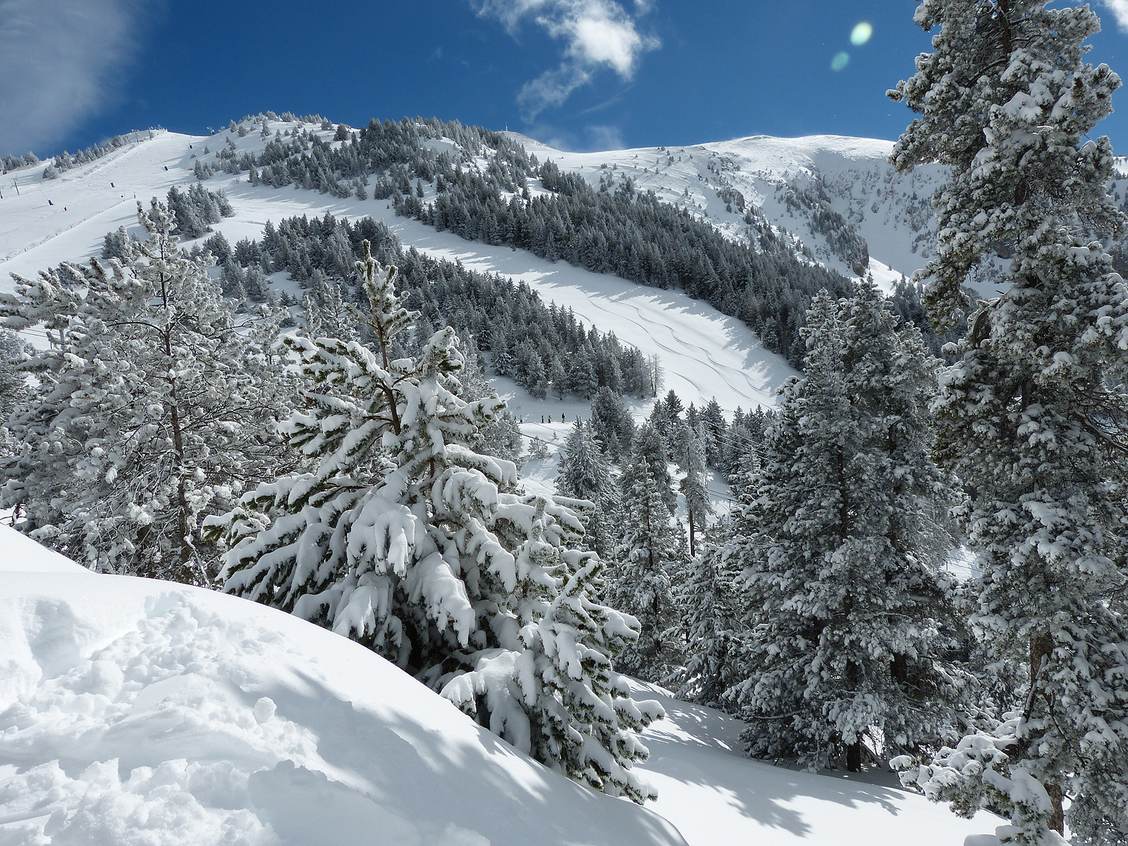 North facing forested ski pistes at Masella in the Catalan Pyrenees