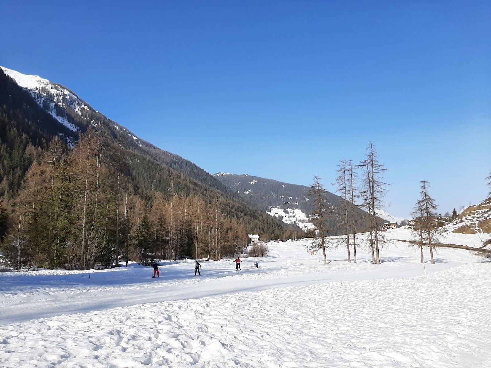 Larch forest and open pistes on the Vallandry side of Paradiski