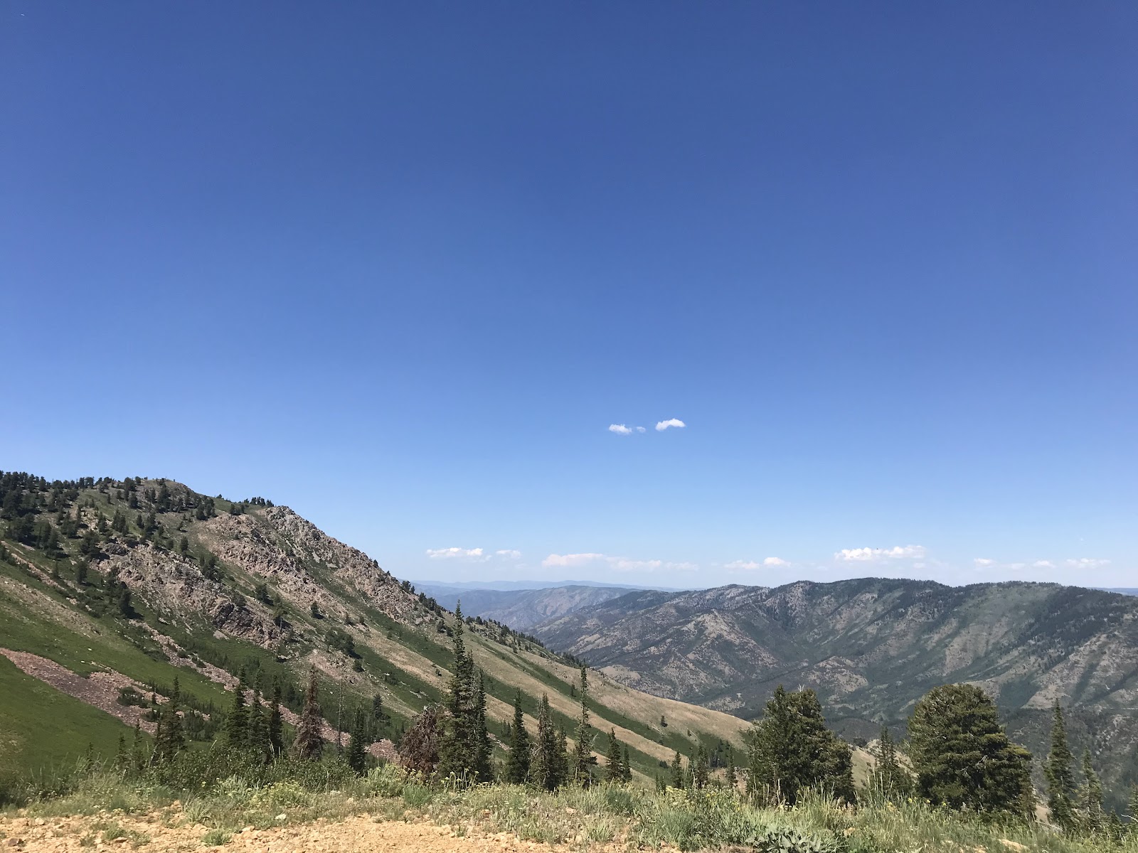 Snow covered glades and trees at Powder Mountain above Ogden