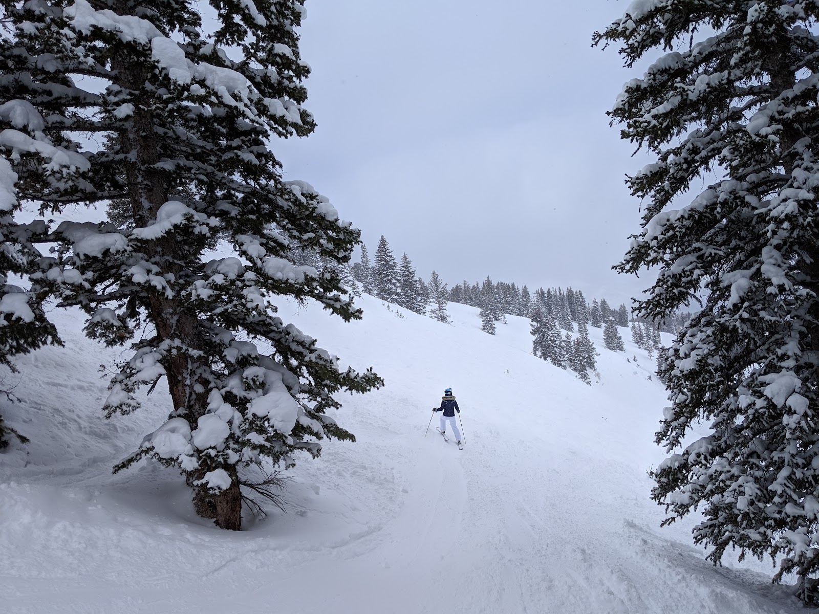 Snow covered evergreen glades beside the runs at Solitude