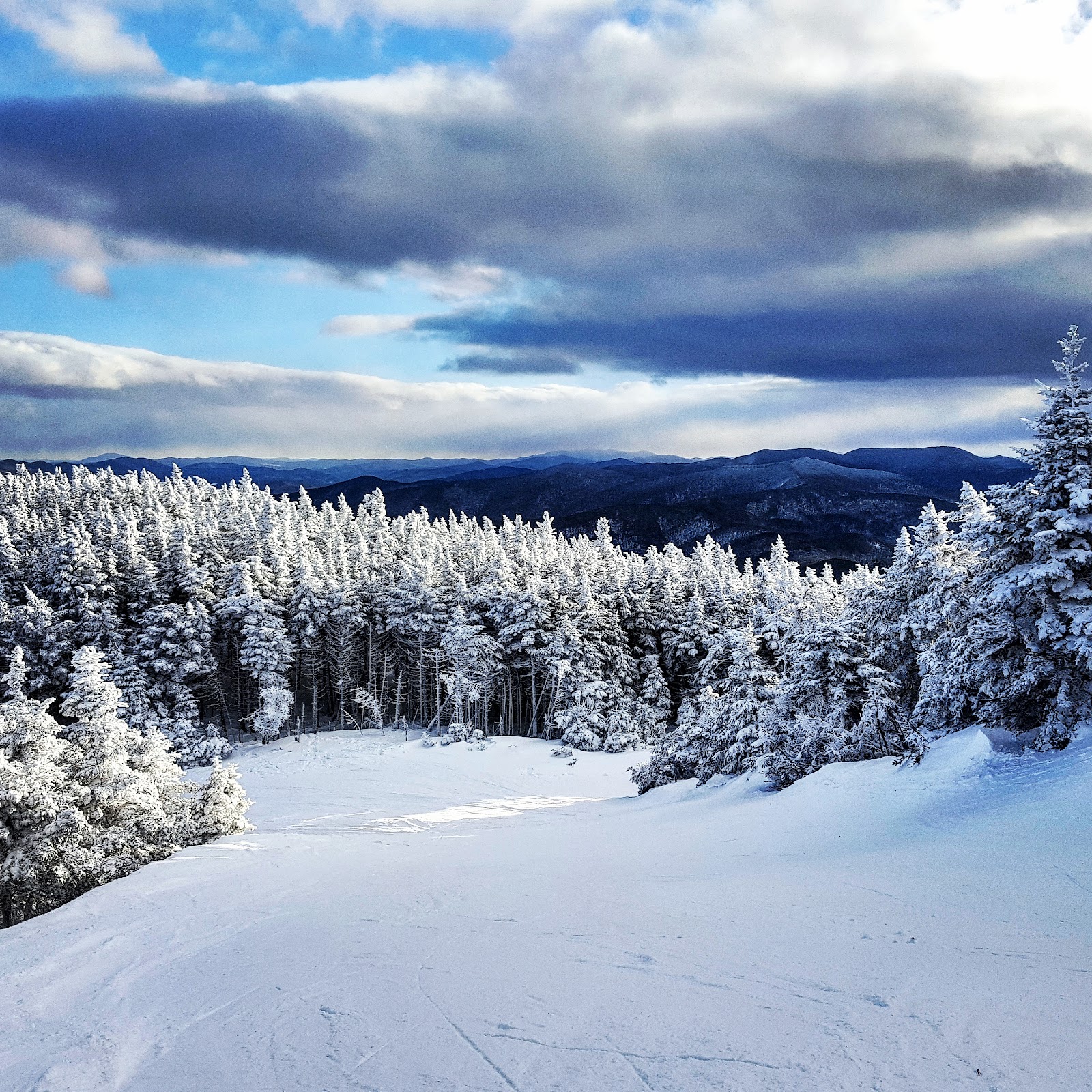 Fresh snow on a forest of trees beside a quiet ski run